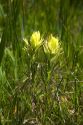 Sulfur paintbrush wildflowers in a meadow near Cascade, Idaho.