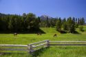 Horses graze in a meadow near Cascade, Idaho.