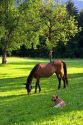 Horse grazes on a farm near Zurich, Switzerland.
