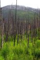 Okanagan National Forest 8 years after forest fire showing standing dead trees and new growth in British Columbia, Canada.