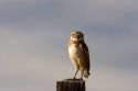 Burrowing owl on a fence post in Idaho.