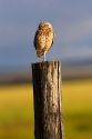 Burrowing owl on a fence post in Idaho.