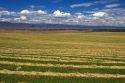 Harvested hay drying in Elmore County, Idaho.