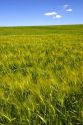 Barley field near Idaho Falls, Idaho.