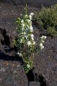 Syringa Wildflowers grow out of lava rock at Craters of The Moon National Monument in Idaho.