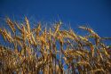 Ripe wheat ready to harvest in Eastern Oregon.