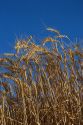 Ripe wheat ready to harvest in Eastern Oregon.