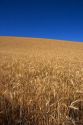 Ripe wheat ready for harvest near Pendleton, Oregon.