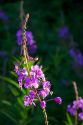 Fireweed wildflower also known as blooming Sally in New Brunswick, Canada.