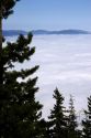 Looking down at clouds from Mt. Walker in  Olympic National Forest, Washington.