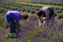 Workers harvest lavender plants near Port Angeles, Washington.