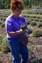 Workers harvest lavender plants near Port Angeles, Washington.