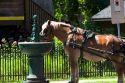 Horse pulling a carriage stops for a drink of water at a fountain in Quebec City, Quebec, Canada.
