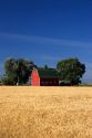 A farm near Burley, Idaho with wheat field and red barn.