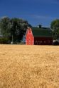 A farm near Burley, Idaho with wheat field and red barn.