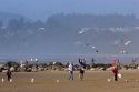 People feeding gulls on the beach at Newport, Oregon.
