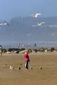 A child feeding gulls on the beach at Newport, Oregon.