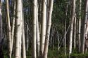 A grove of aspen trees in the Flaming Gorge National Recreation Area, Utah.