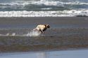 Dog playing in the surf along the beach at Newport, Oregon.