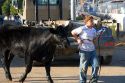 Young boy walks his cow at the Iowa state fair in Des Moines.