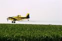 A crop duster spraying a corn field with insecticide west of Danville, Iowa.