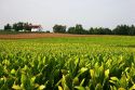 Tobacco farm near Lexington, Kentucky.