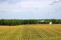 Rows of corn in Iowa.