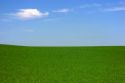 Green alfalfa field with blue sky.