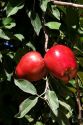 Red delicious apples hang from a tree branch in Canyon County, Idaho.