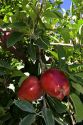 Ripe Red Delicious apples hang from a tree branch in Canyon County, Idaho.