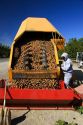A worker views newly harvested walnuts being dumped from the transporter in Glenn, California.