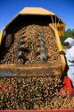 A worker views newly harvested walnuts being dumped from the transporter in Glenn, California.