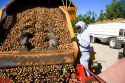 A worker views newly harvested walnuts being dumped from the transporter in Glenn, California.