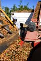 A worker views newly harvested walnuts being dumped from the transporter in Glenn, California.