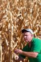 A farmer looking at feed corn in Canyon County, Idaho. MR