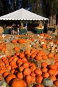 A farm selling pumpkins near San Rafael, California.