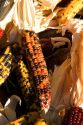 Multi colored Indian Corn on the cob.