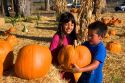 Children choosing pumpkins from a farm near San Rafael, California.