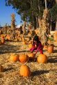 A young girl choosing pumpkins from a farm near San Rafael, California.