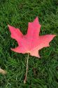A maple leaf showing fall color on green grass in Idaho.