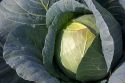 Cabbage grows on a farm in Fruitland, Idaho.