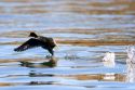 A coot running on the water in Idaho.