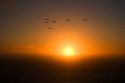 Pelicons flying at sunset on the California Coast near San Francisco, California.