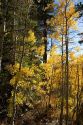 Aspens changing color in autumn near Lake Tahoe in the California Sierra Mountains.