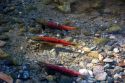 Spawning Kokanee salmon swim in a stream near Lake Tahoe in the Sierra Nevada Mountains, California. Kokanee salmon are a landlocked species of the Sockeye salmon.  The gravel nests on the stream bed are called redds.