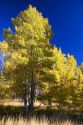Aspens changing color in autumn near Lake Tahoe in the California Sierra Mountains.