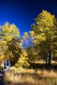 People walk on a trail with aspen trees changing color in autumn near Lake Tahoe in the California Sierra Mountains.