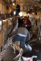 Expert sheep shearers remove the wool from sheep at a ranch in Camas County, Idaho.