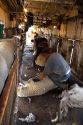 Expert sheep shearers remove the wool from sheep at a ranch in Camas County, Idaho.