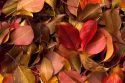 Autumn colors of fallen leaves in Idaho. Mostly ornamental pear.